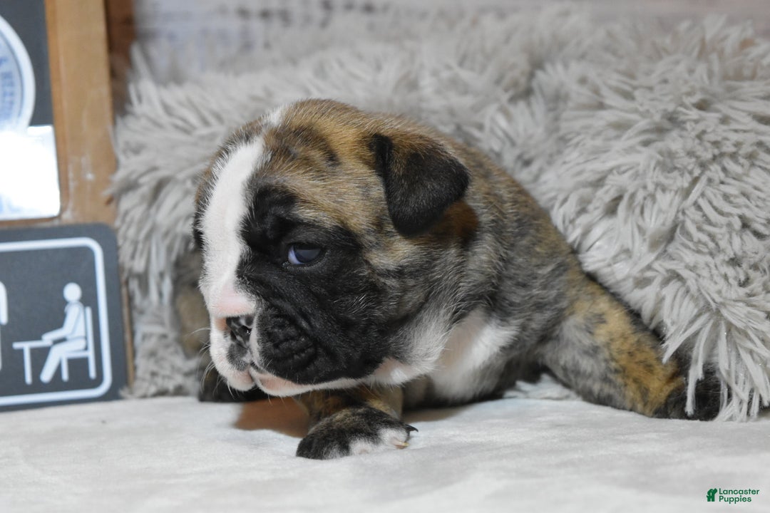 English Bulldog dogs for sale: Phyllis - Ad 4