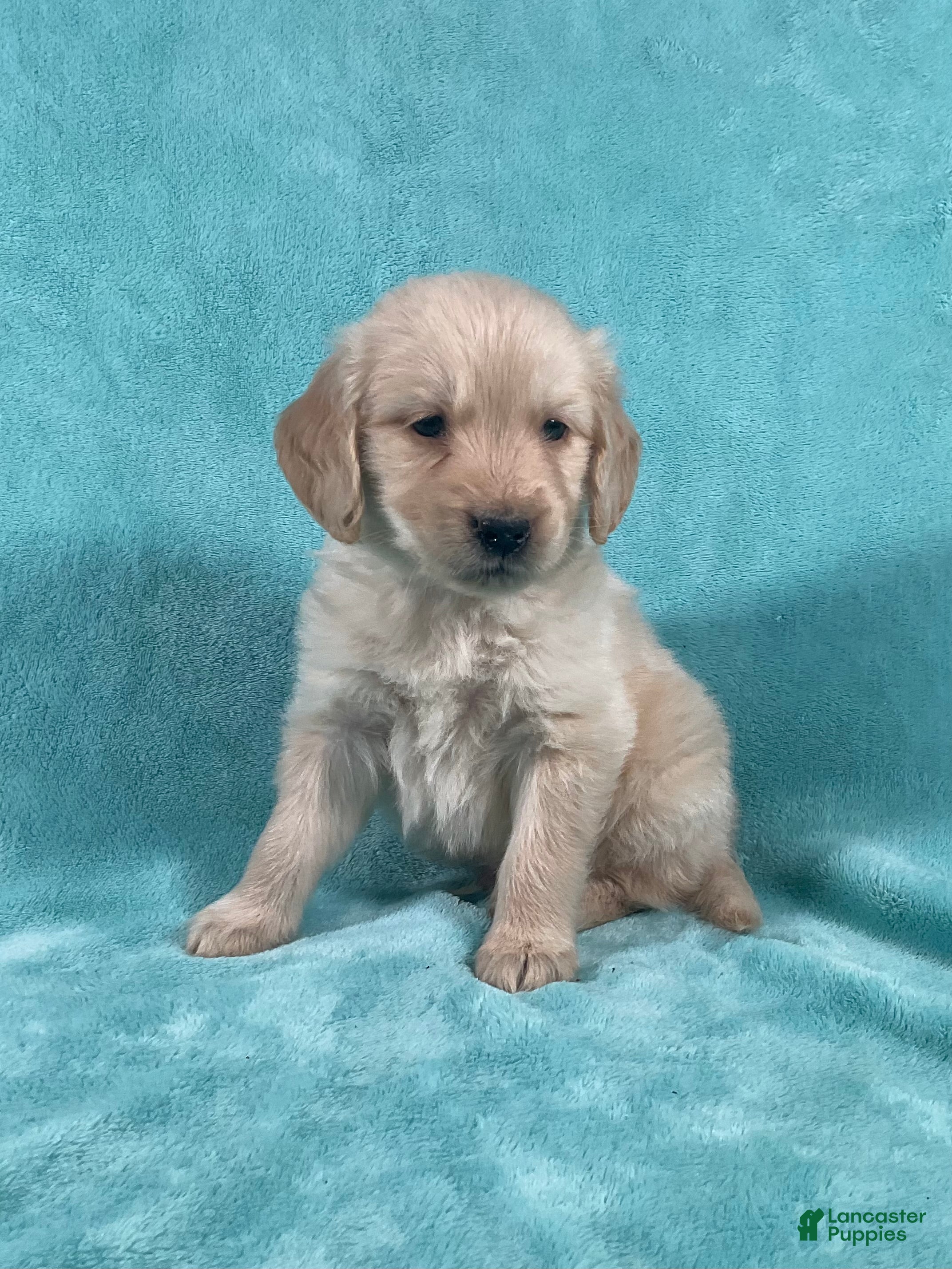 Golden Retriever dogs Rosco 8244 - Ad 2