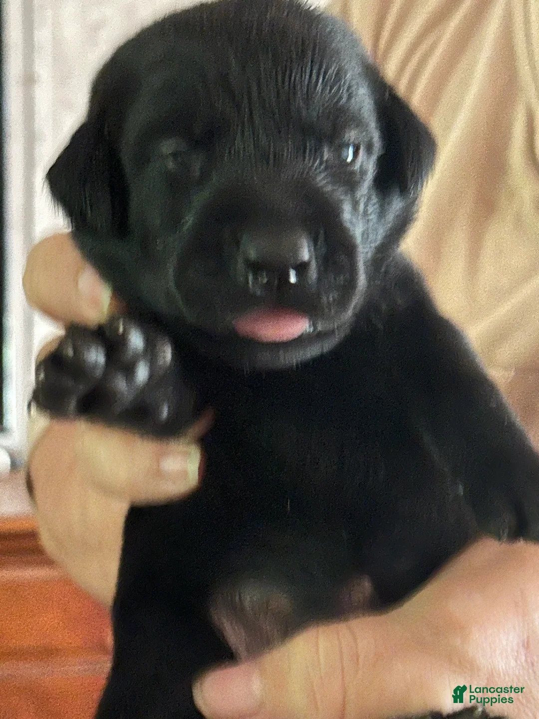 Labrador Retriever dogs for sale: Rocky - Ad 1