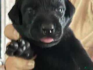 Labrador Retriever dogs Rocky - Ad 2