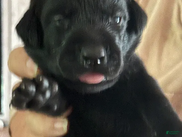 Labrador Retriever dogs for sale: Rocky - Ad 26