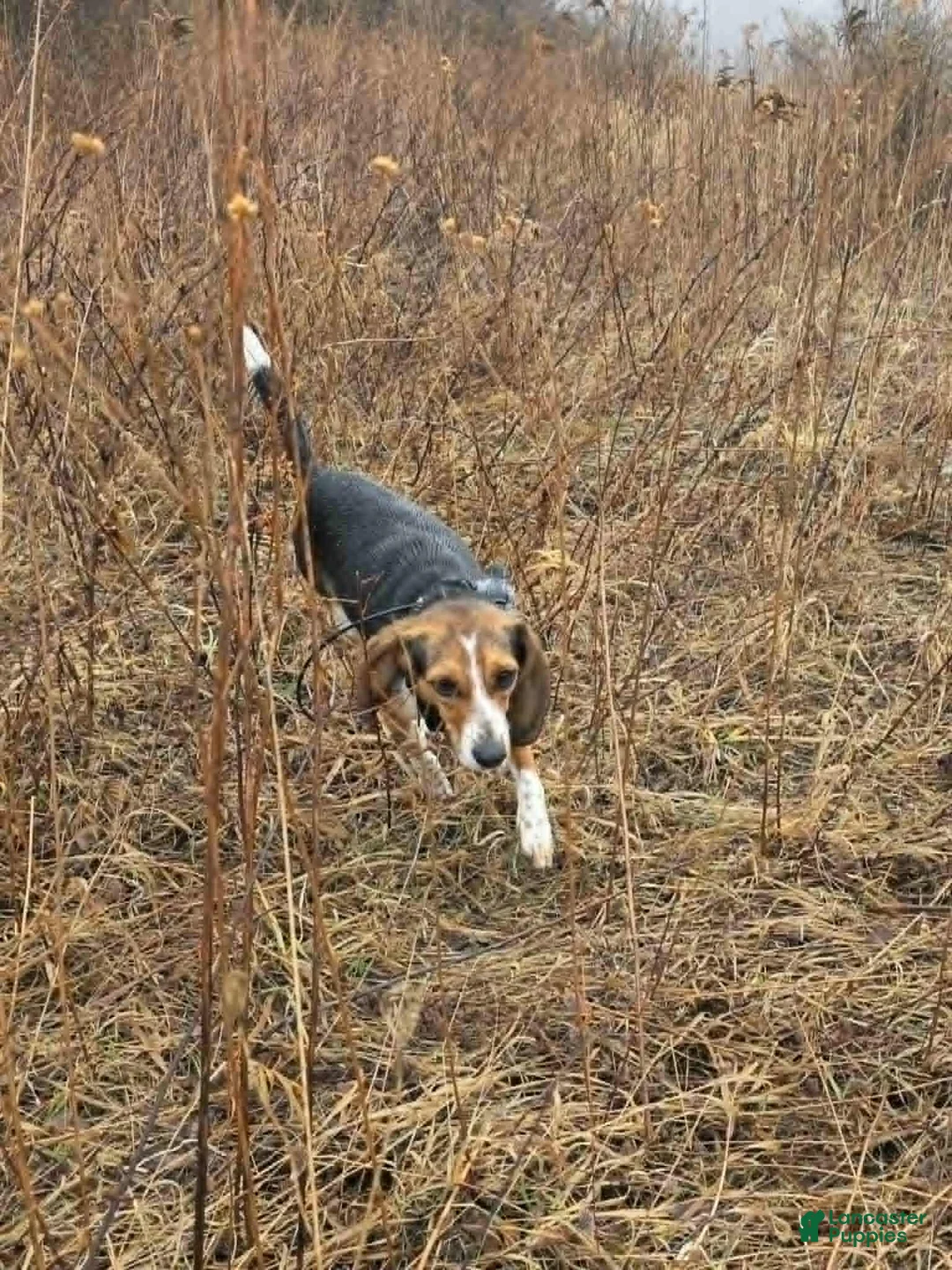 Beagle dogs for sale: Lilo - Ad 3
