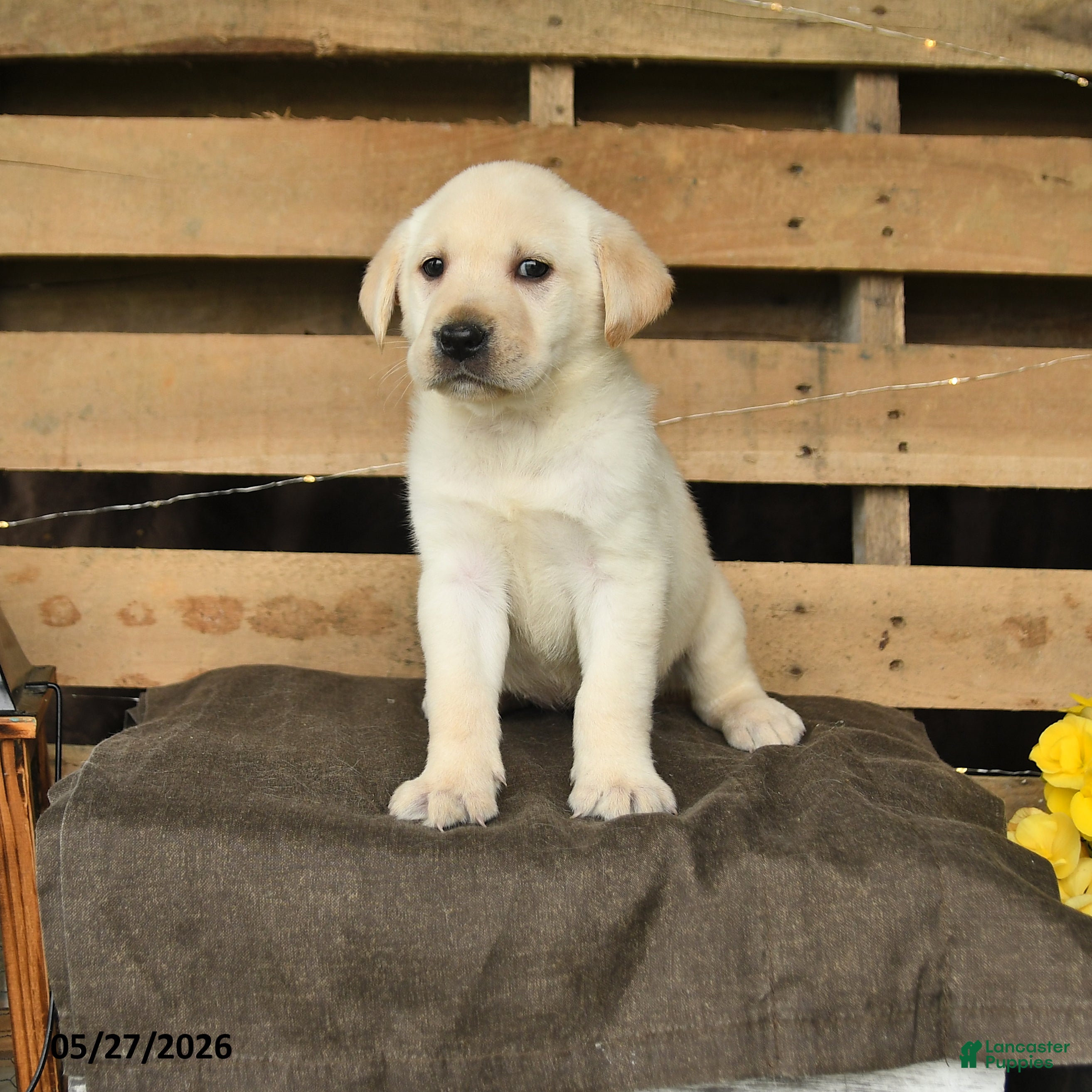 Labrador Retriever dogs Fancy - Ad 1