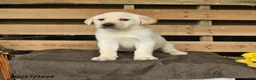 Labrador Retriever dogs for sale: Fancy - Ad 1