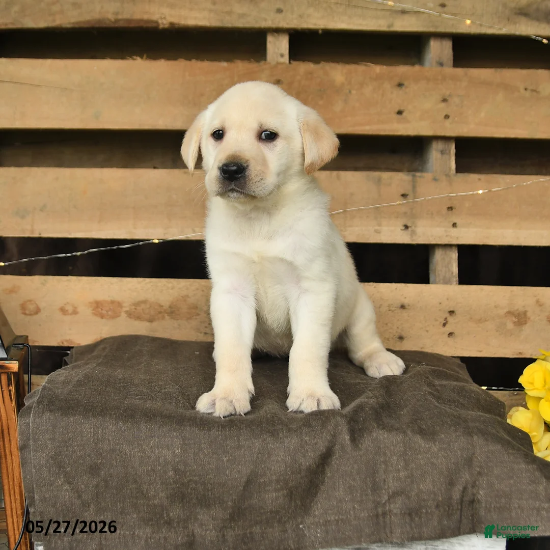 Labrador Retriever dogs for sale: Fancy - Ad 1