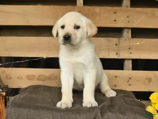 Labrador Retriever dogs for sale: Fancy - Ad 1
