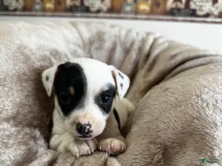Chihuahua dogs Duncan pending - Ad 33