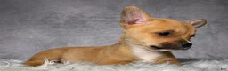 Mixed Breed dogs for sale: Miss Lacy - Ad 10