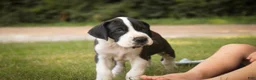 Great Dane dogs for sale: Clark Great Dane  - Ad 8