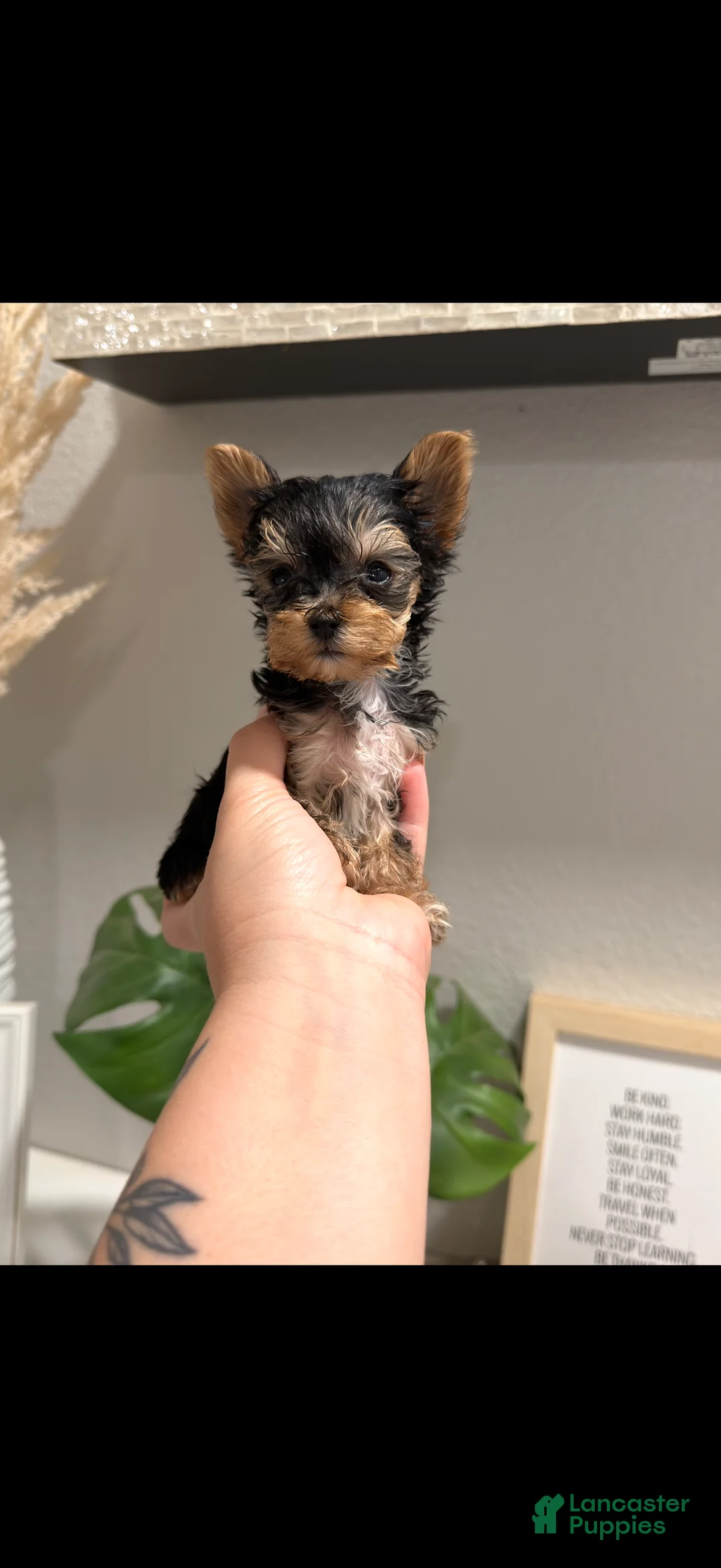 Yorkshire Terrier dogs for sale: Teacup tiny  - Ad 1