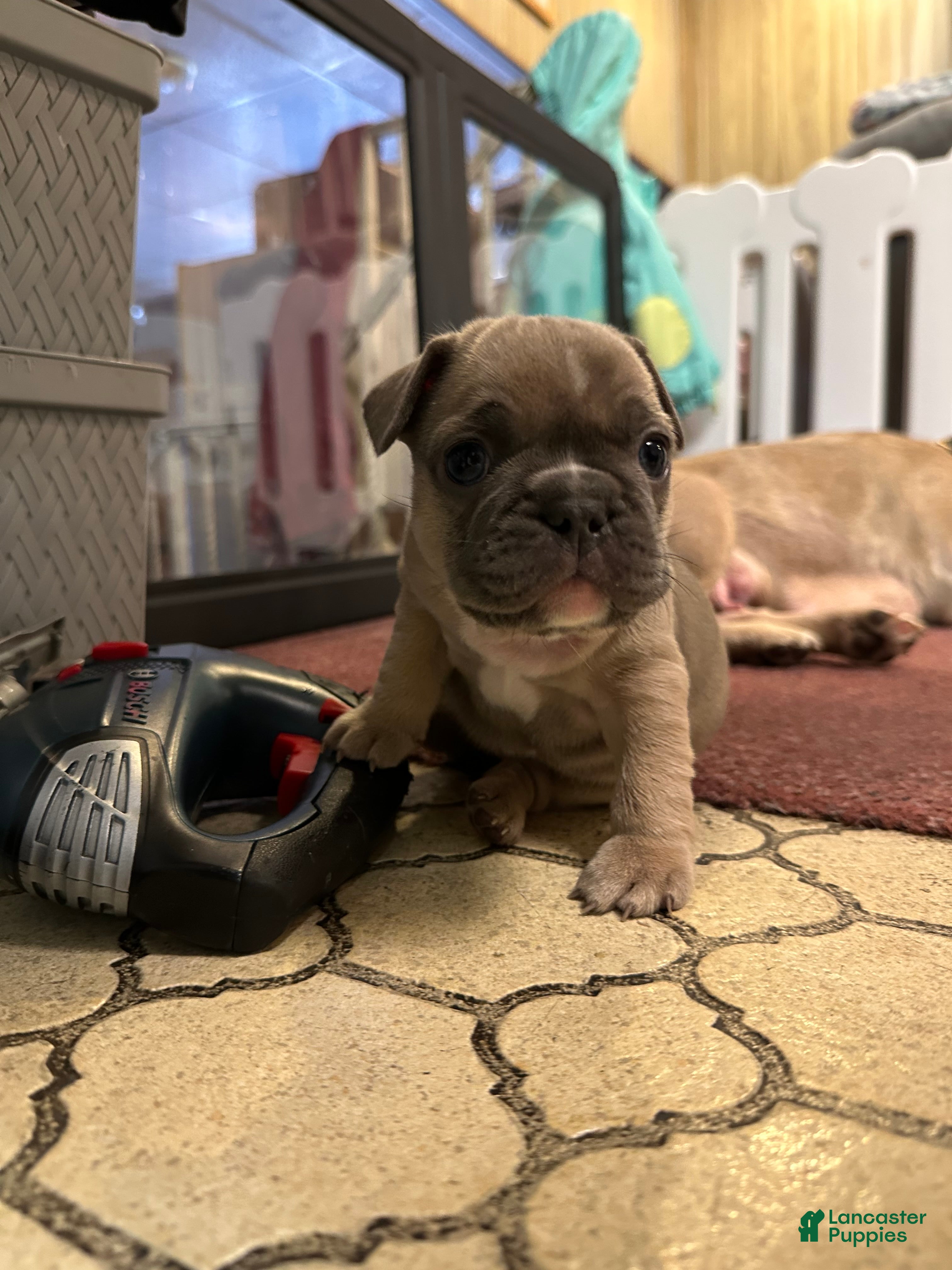 French Bulldog dogs Cartier  - Ad 23