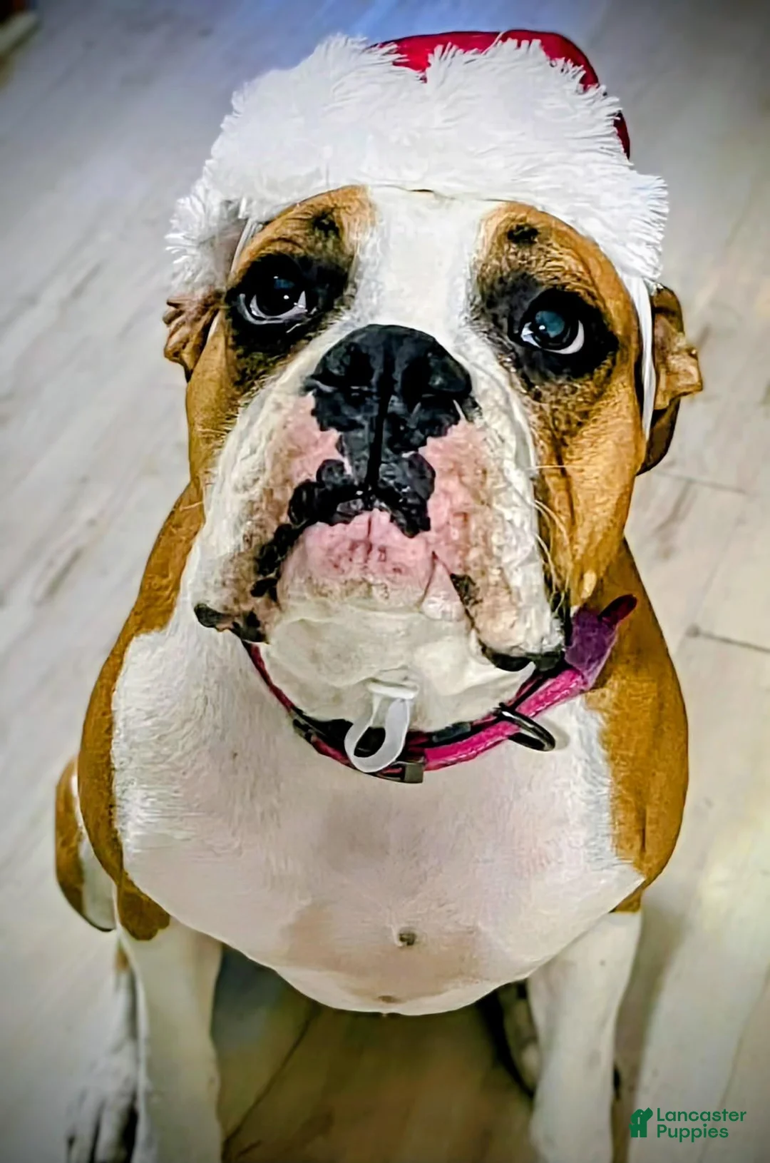 Boxer dogs for sale: Boxer 4 - Ad 2