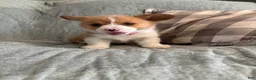 Welsh Corgi Pembroke dogs for sale: Welsh Corgi Pembroke 2 - Ad 3