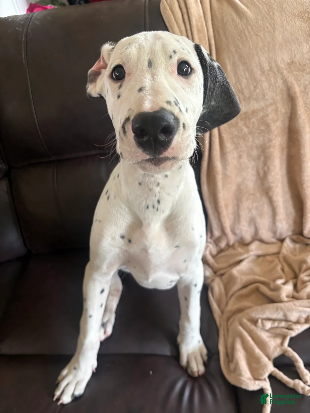Mixed Breed dogs for sale: Miles - Ad 2