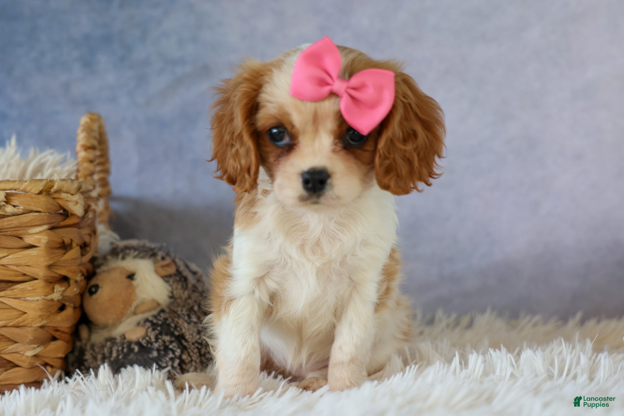 Cavalier King Charles Spaniel dogs   Nellie🌸 - Ad 1
