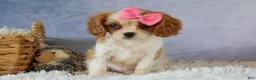 Cavalier King Charles Spaniel dogs for sale:   Nellie🌸 - Ad 1
