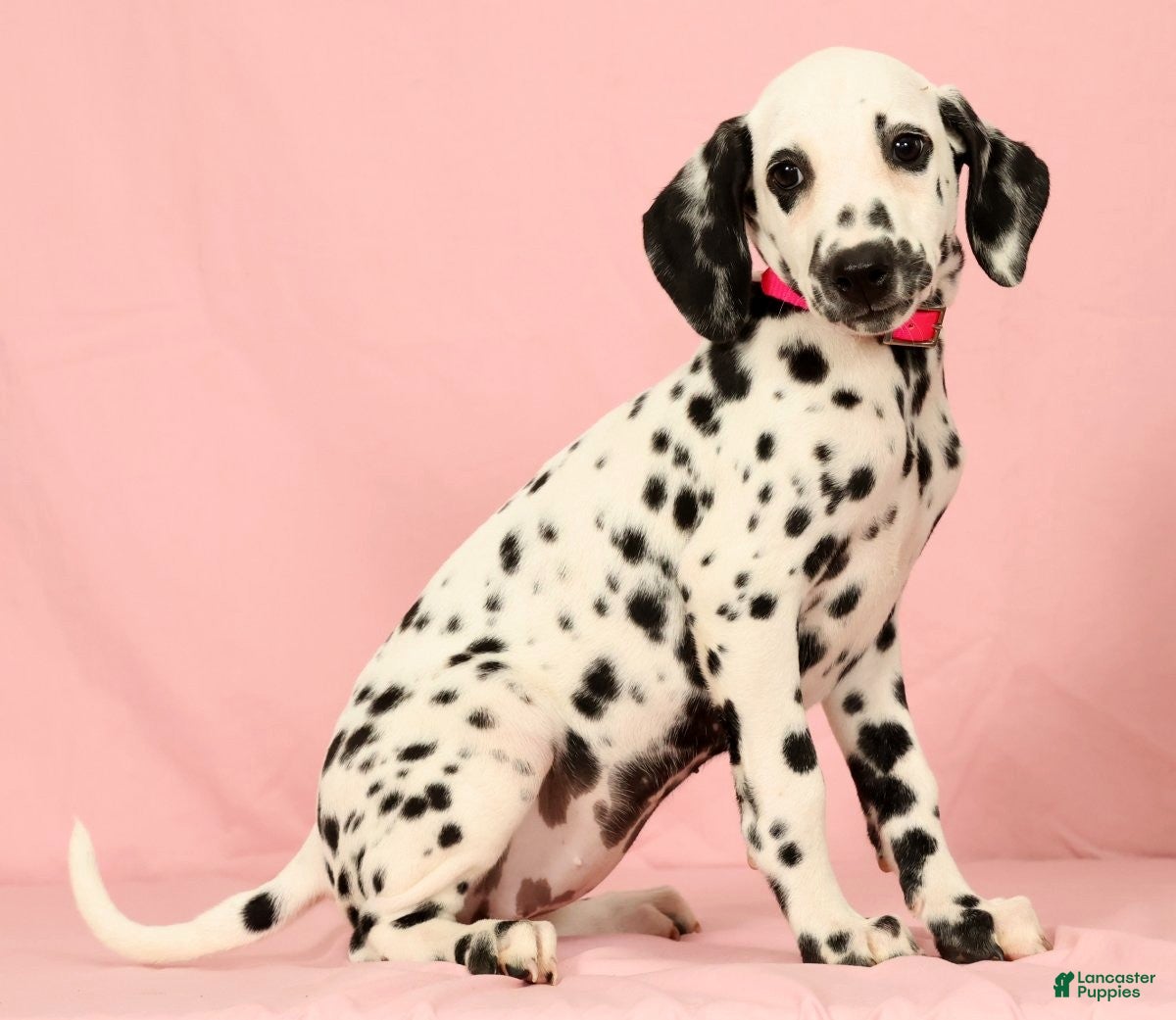 Dalmatian dogs Tulip - Ad 2
