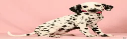 Dalmatian dogs for sale: Tulip - Ad 2