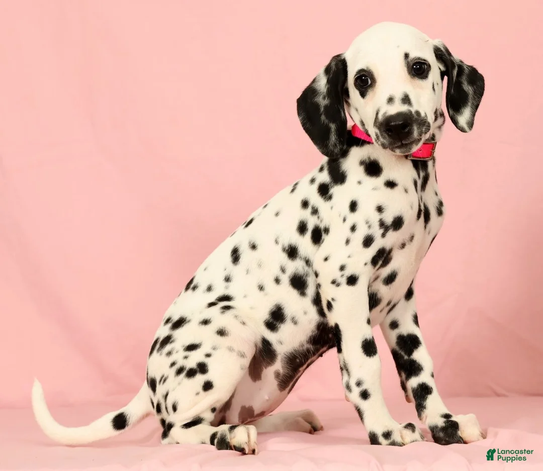 Dalmatian dogs for sale: Tulip - Ad 2