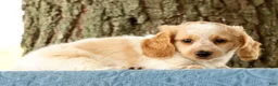 Miniature Dachshund dogs for sale: Hank - Ad 3