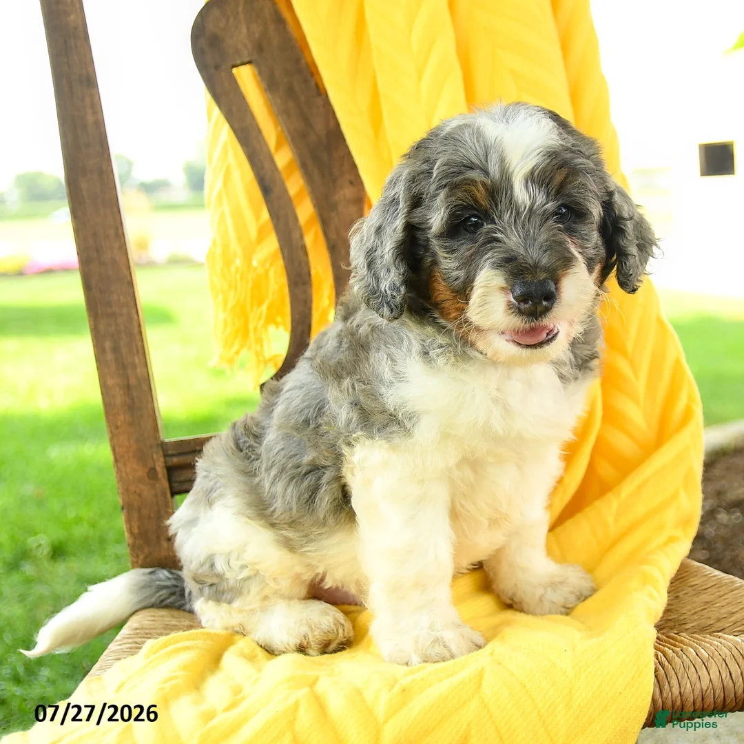 Mini Bernedoodle dogs for sale: Carter - Ad 5
