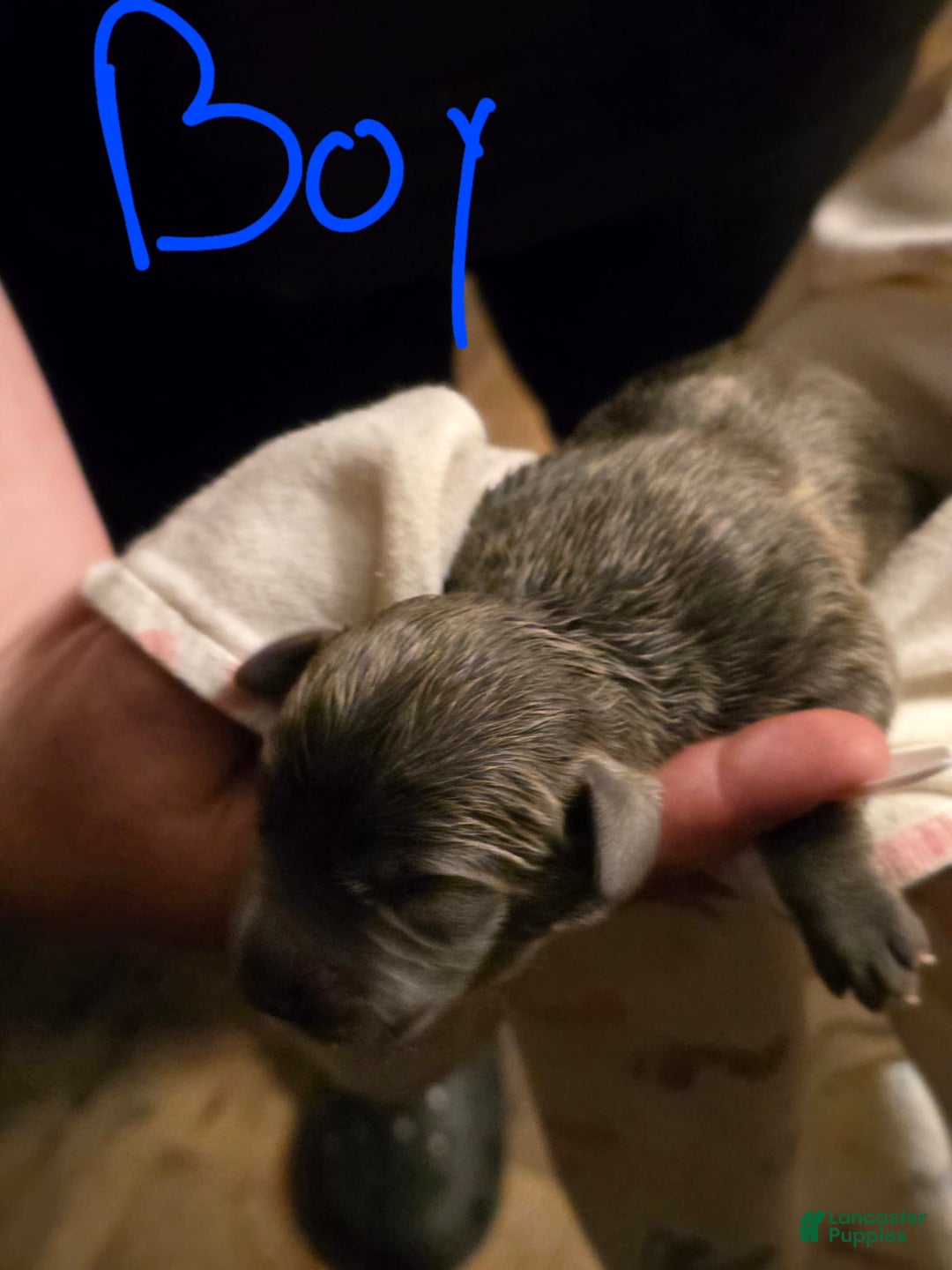 Gallery Image {{count}}