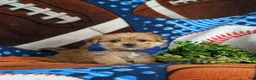 Morkie dogs for sale: Beau 7 lbs Full Grown - Ad 3