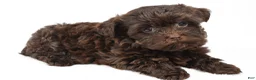 Teddy Bear dogs for sale: Callie - Ad 1