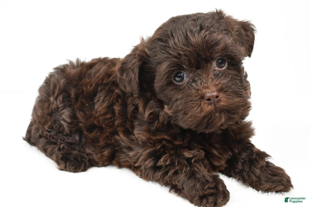 Teddy Bear dogs for sale: Callie - Ad 1
