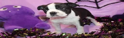 Boston Terrier dogs for sale: Nash A Gentle Soul with Eyes That Melt Hearts - Ad 4