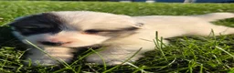 Great Pyrenees dogs for sale: Benjamin  - Ad 4