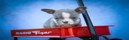 Frenchton dogs for sale: Pumpkin 🎃 - Ad 5