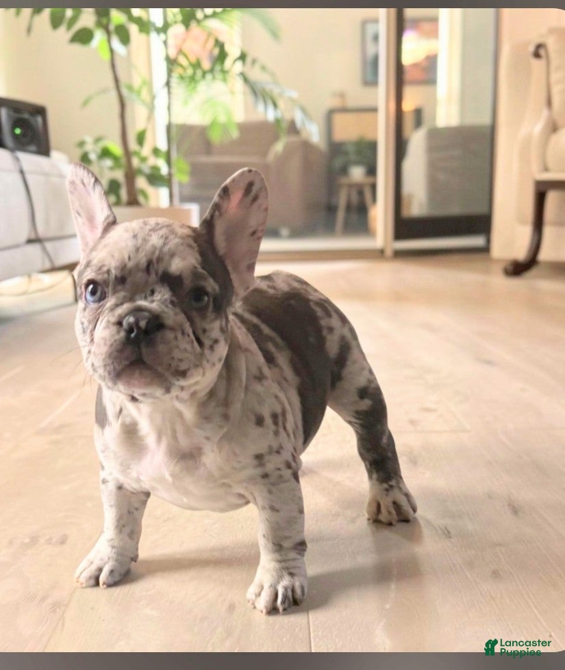 French Bulldog dogs Kissey Face - Ad 2