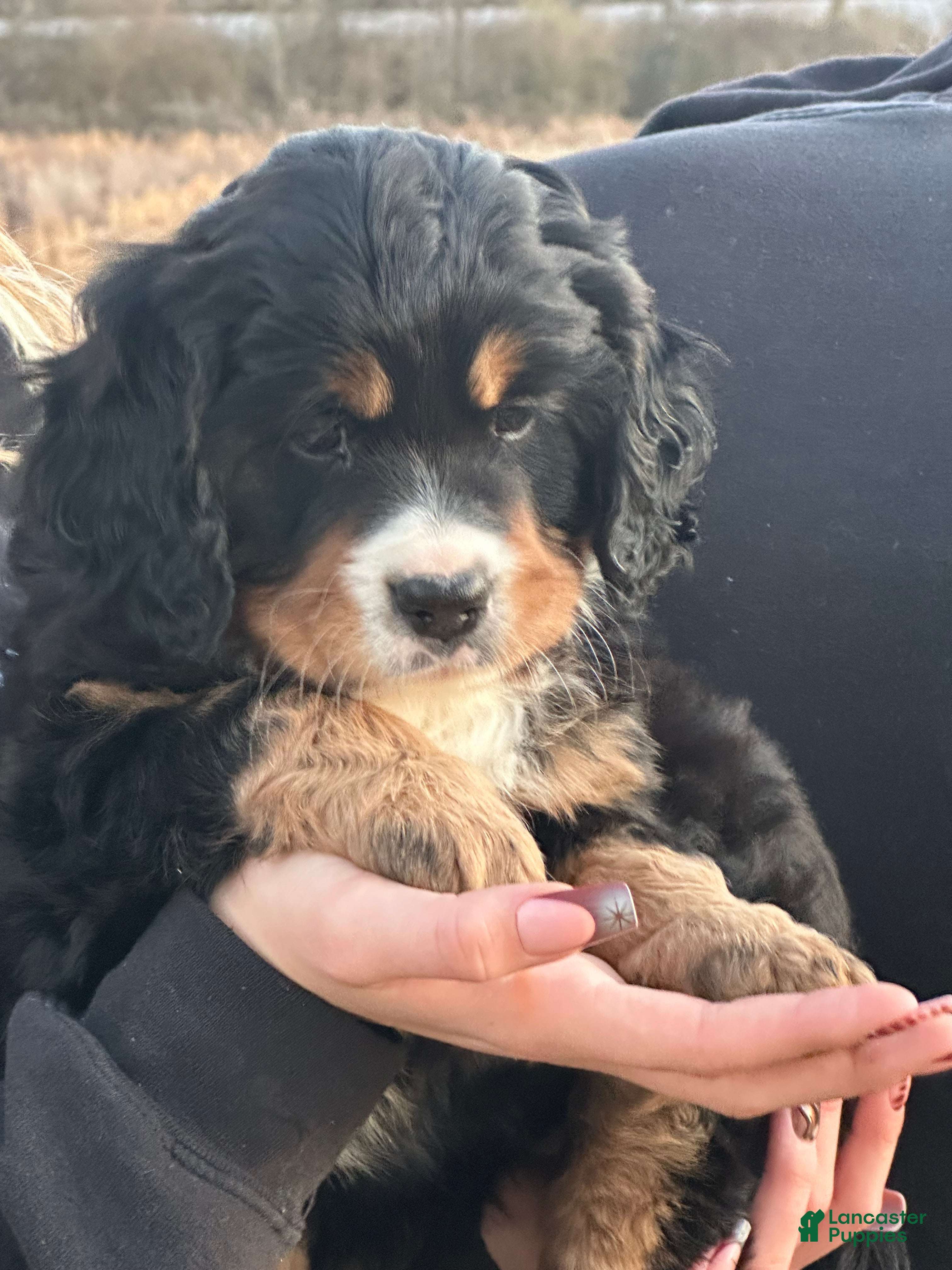Miniature Bernese Mountain Dog dogs Miniature Bernese Mountain Dog Puppy 5 - Ad 2