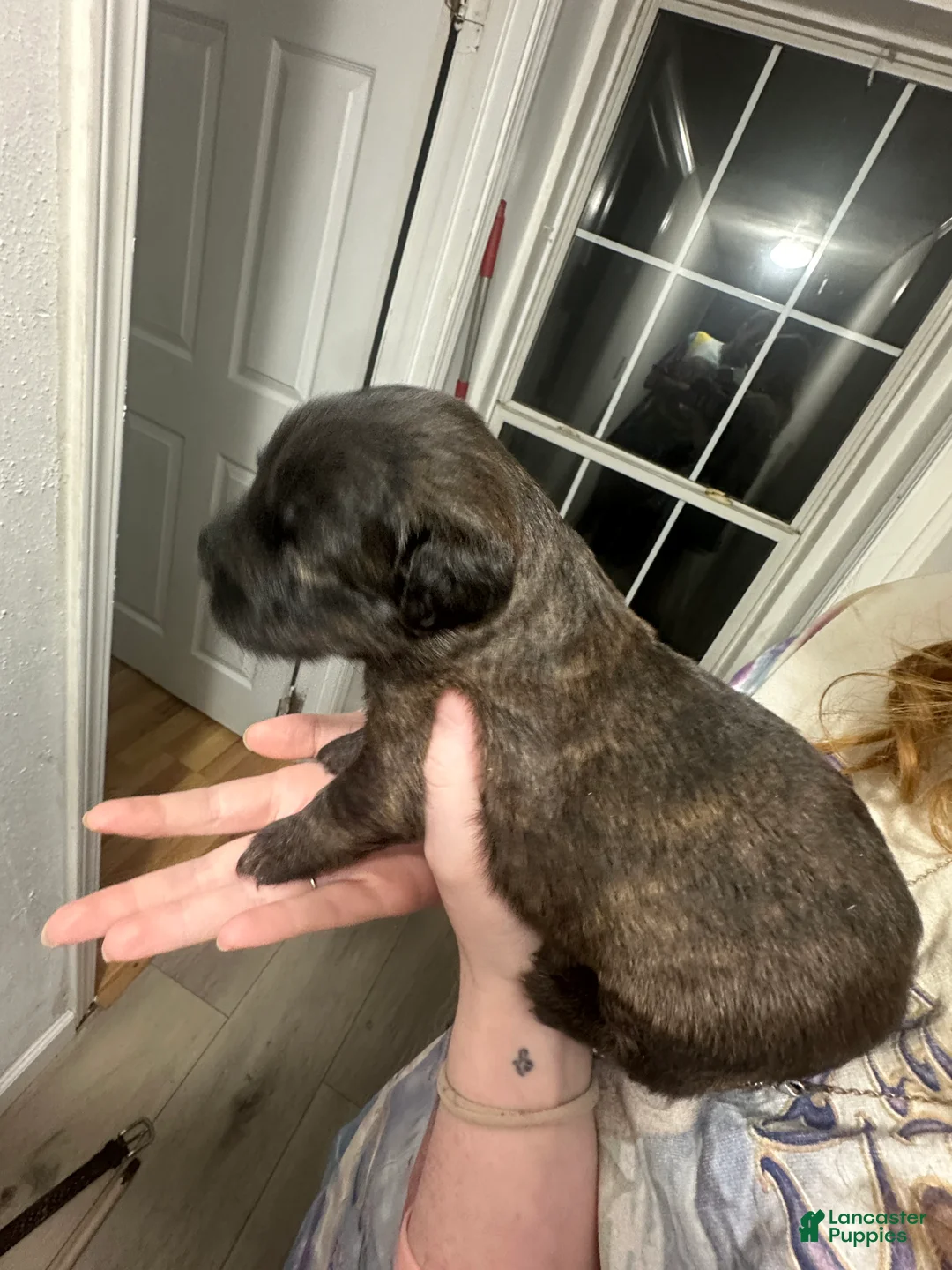 Mixed Breed dogs for sale: Mixed Breed 3 - Ad 1