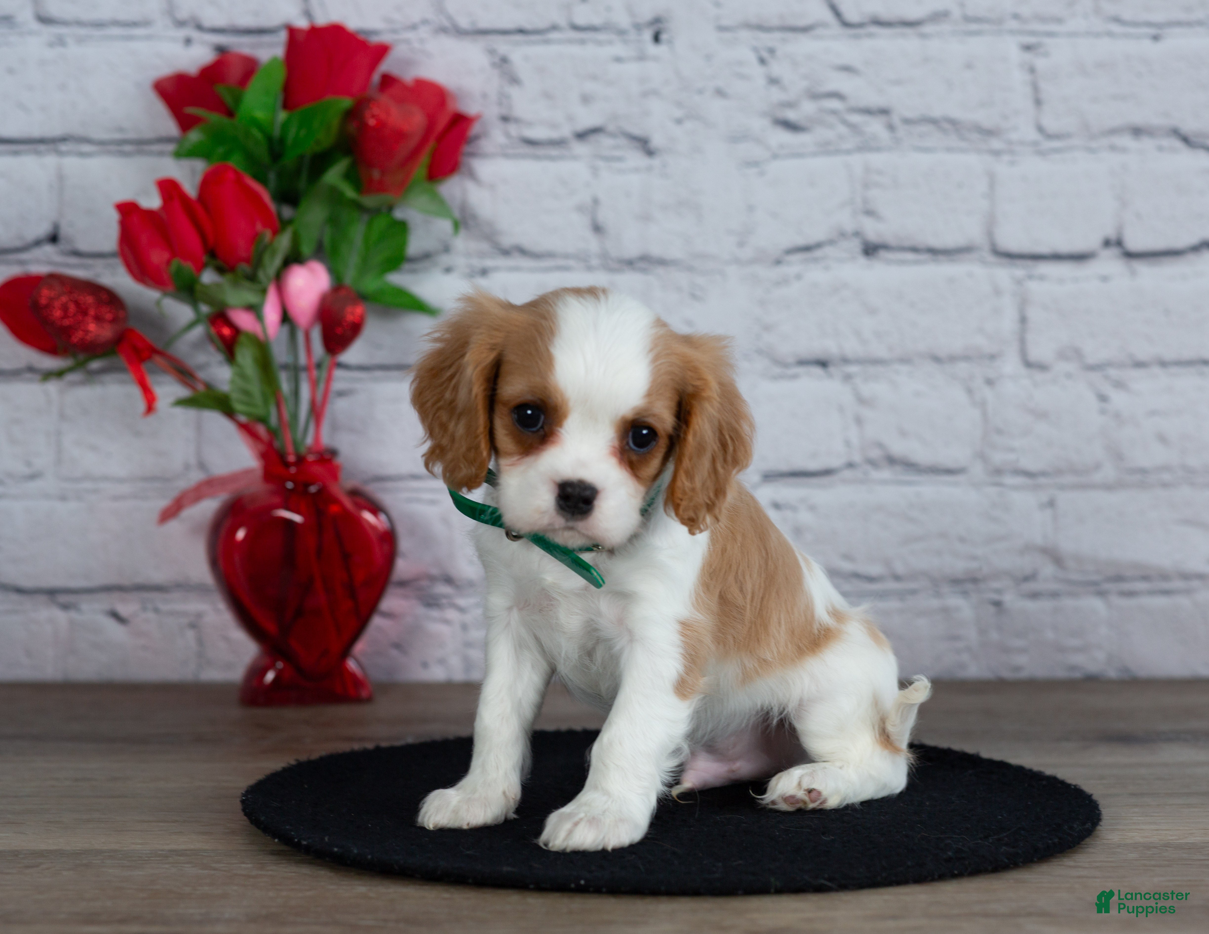 Cavalier King Charles Spaniel dogs Logan - Ad 6