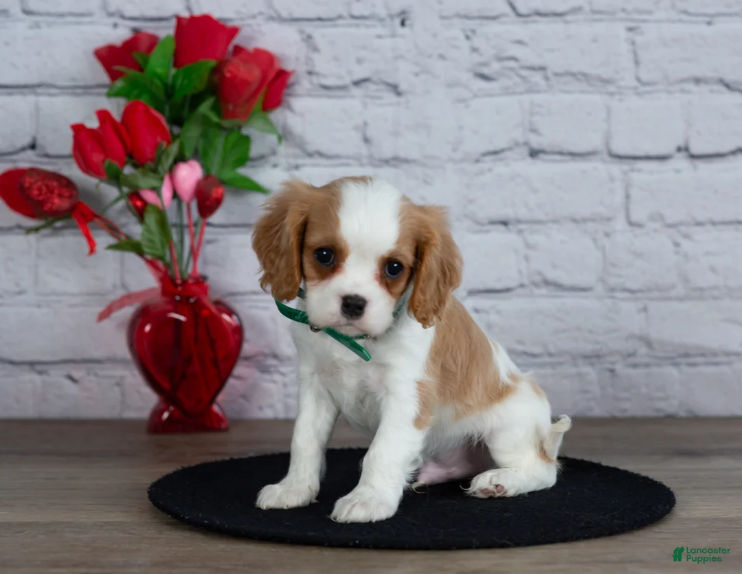 Cavalier King Charles Spaniel dogs for sale: Logan - Ad 1