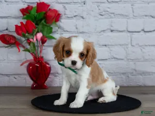 Cavalier King Charles Spaniel dogs Logan - Ad 6