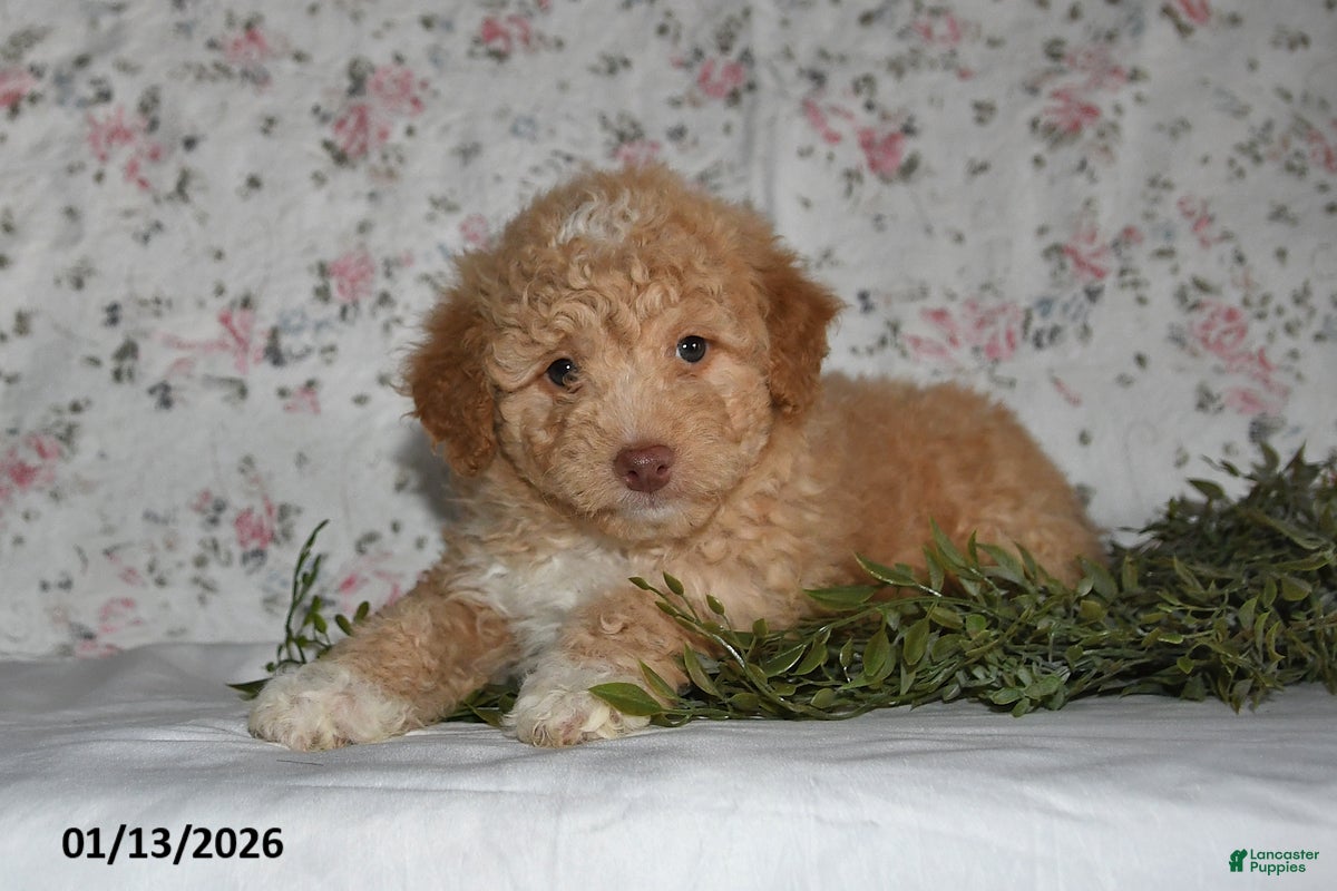 Mini Aussiedoodle dogs Arlan - Ad 20