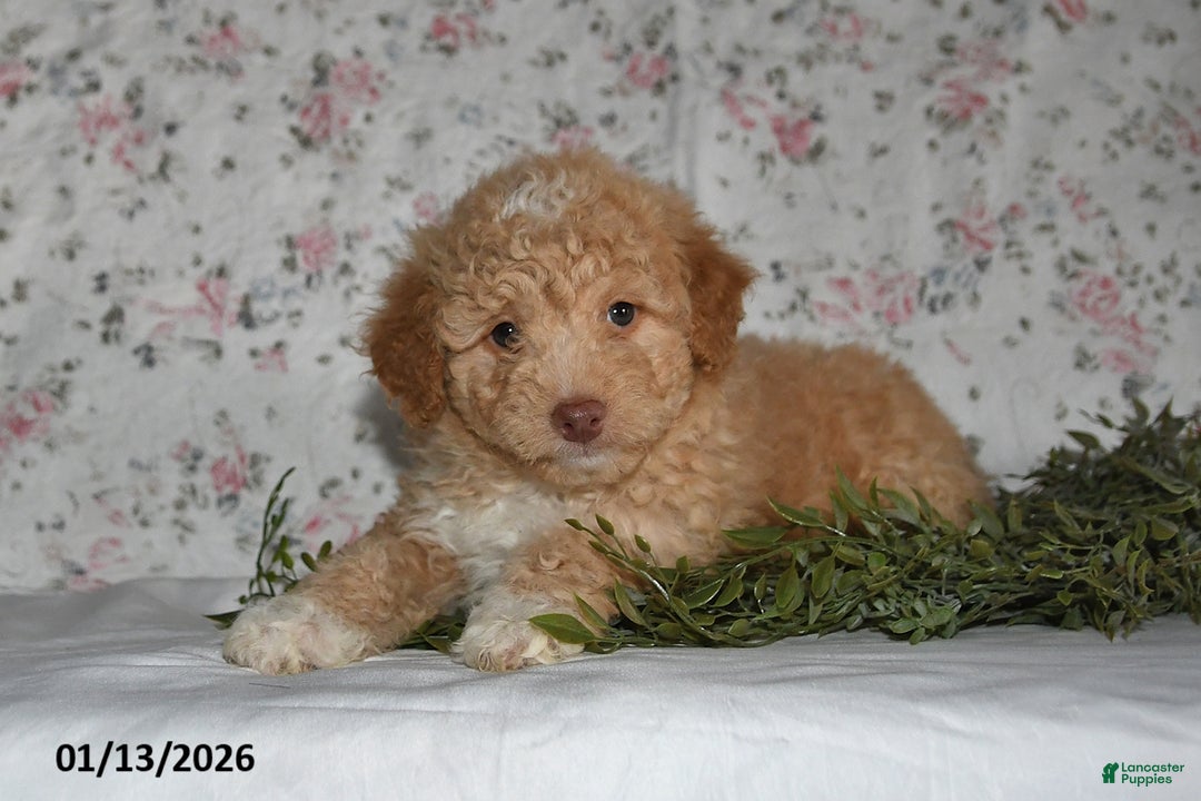 Mini Aussiedoodle dogs for sale: Arlan - Ad 1