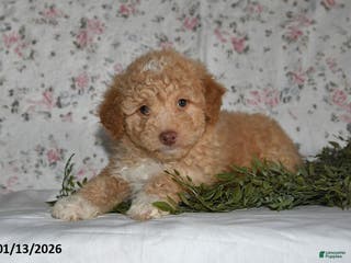 Mini Aussiedoodle dogs Arlan - Ad 21