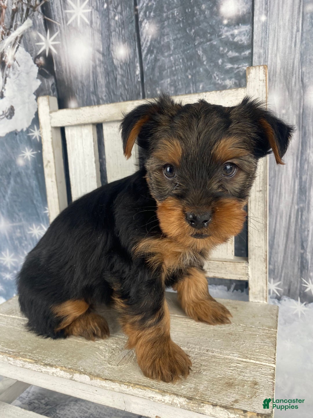 Yorkshire Terrier dogs for sale: Kylie - Ad 1