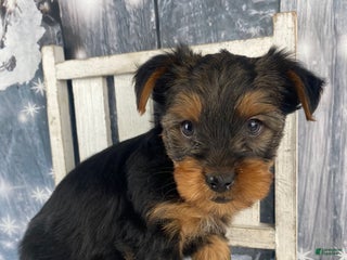 Yorkshire Terrier dogs Kylie - Ad 8