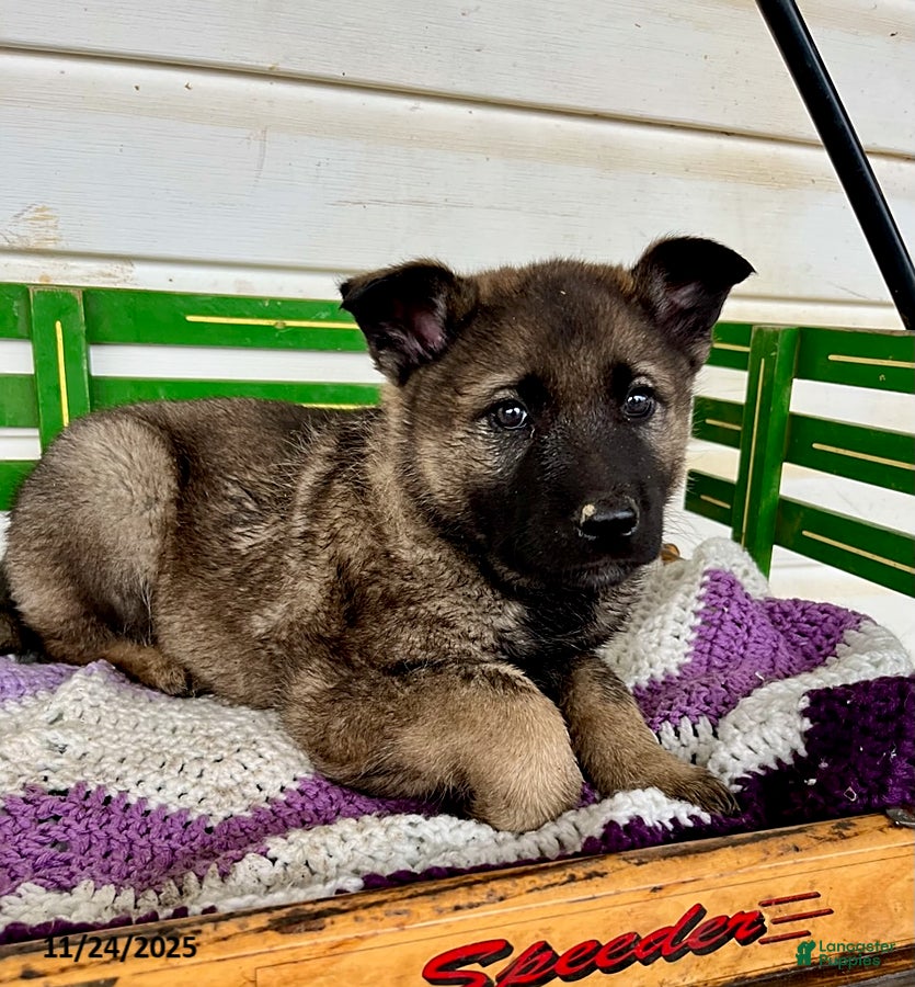 Mixed Breed dogs Buster - Ad 5