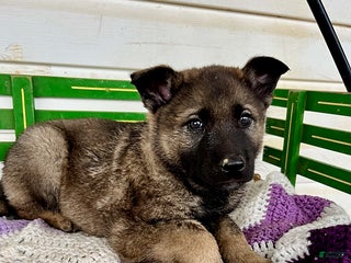 Mixed Breed dogs Buster - Ad 9