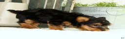 Yorkshire Terrier dogs for sale: Zeke - Ad 5