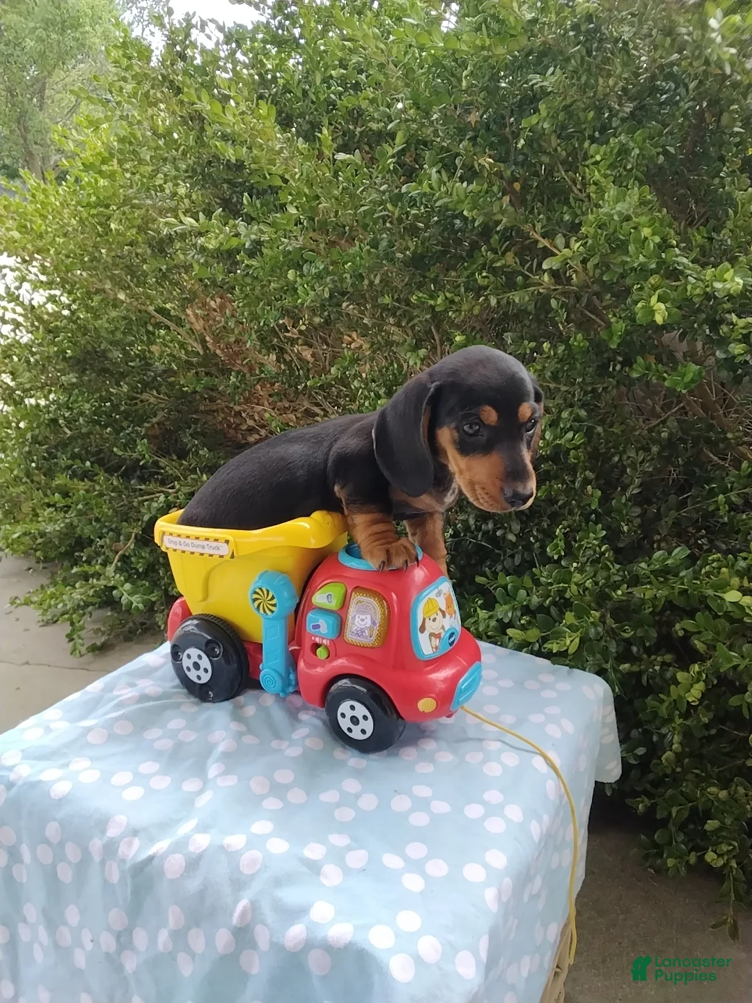 Miniature Dachshund dogs for sale: Jeffy - Ad 1