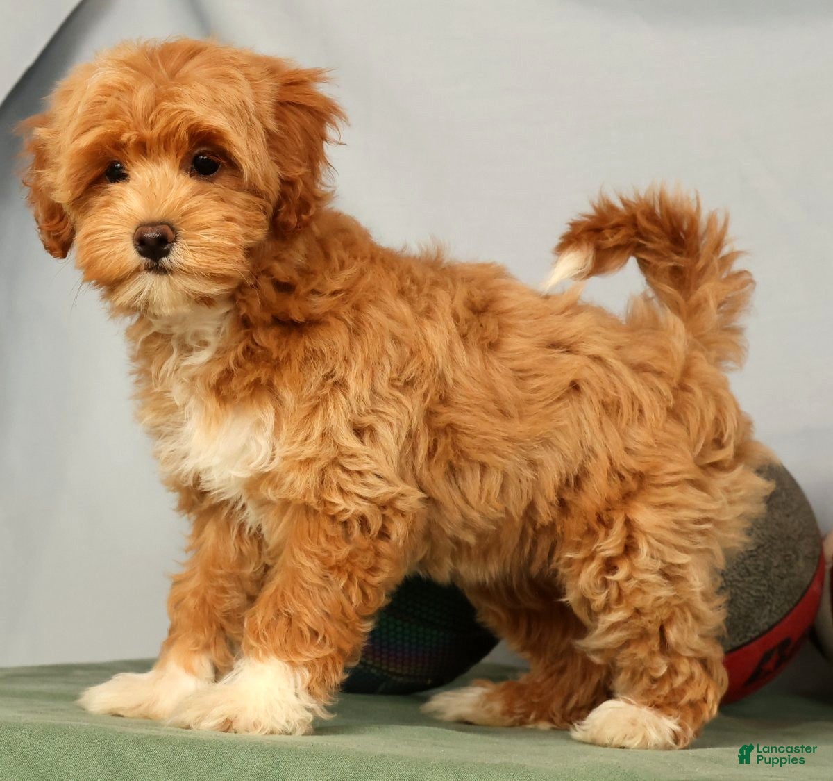 Havapoo dogs Tasha - Ad 2