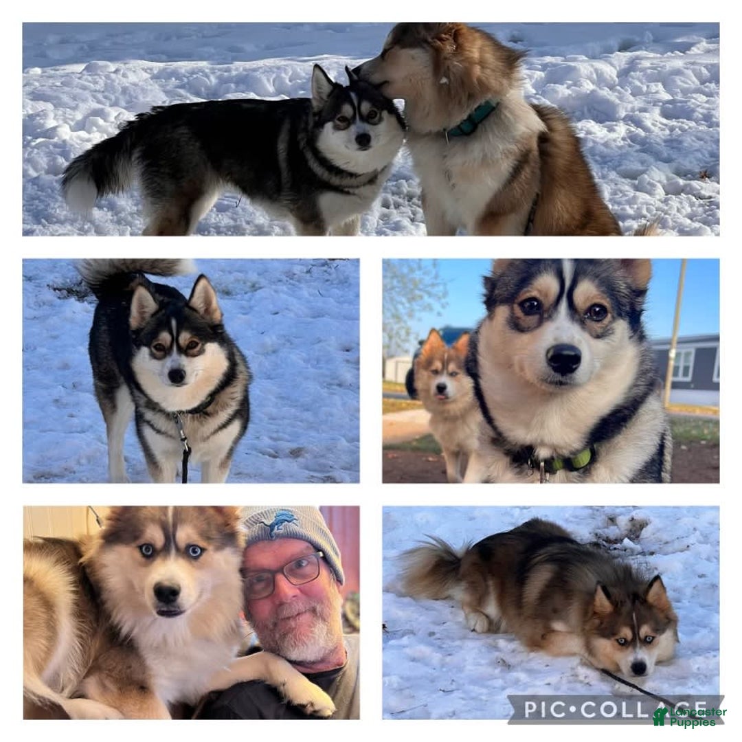 Gallery Image {{count}}