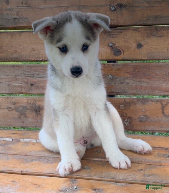 Alaskan Husky dogs Sabre - Ad 1